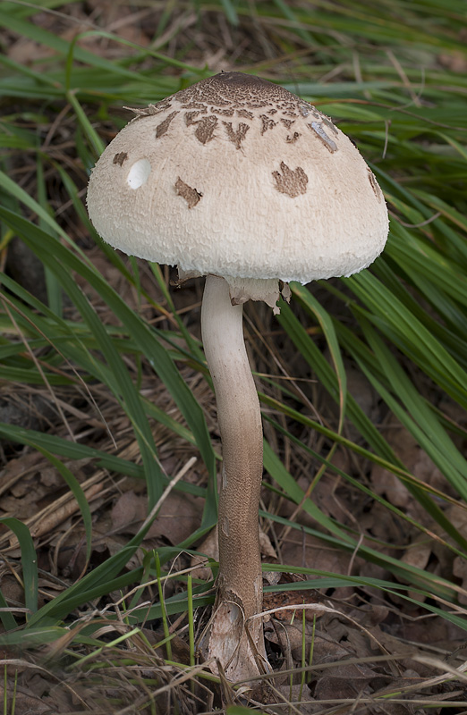 Macrolepiota konradii